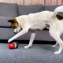 Feeder Pets Ball Toys