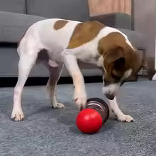 Feeder Pets Ball Toys