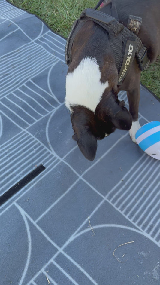Egg Drop Treat Toy – Interactive Pet Feeder